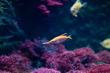 Lange Nase Fisch orange