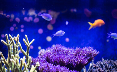 Aquarium Ansicht