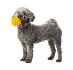 Cute dog playing with toy on white background. Adorable pet