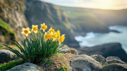 St David's Day daffodil and welsh flag display - national symbols of Wales. Cefnogi Cymru Support Wales. Dydd Gwyl Dewi St David's Day