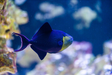 Korallenfisch schwarz gelb