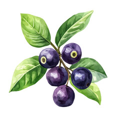 Acai Berry Plant with Fruit Watercolor Flat Illustration | Tropical Superfood Artwork for Logos & Digital Designs  
