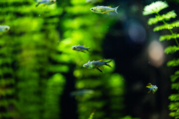 Guppies