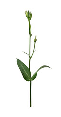 Eustoma stem with leaves and buds isolated on a white background. Design element for creating floral arrangements, bouquets, frames, invitations, cards.