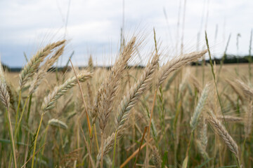 Barley in the country field