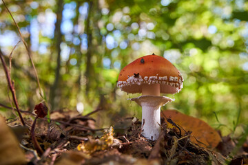 Amanita muscaria, commonly known as the fly agaric or fly amanita in autumn forest
