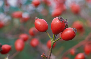 Obraz premium Rosehip berries close-up on bush growing in the forest. Ripe medicinal fruits of briar, healing plants