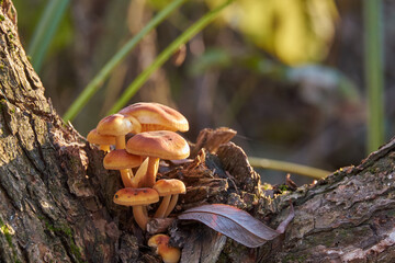 Young Flammulina velutipes, an edible mushroom close-up in the natural environment