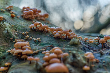 Young Flammulina velutipes, an edible mushroom close-up in the natural environment
