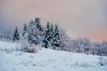 Fotobehang A serene winter landscape with snow-covered evergreen trees standing tall against a pastel sky at dawn or dusk. The ground is blanketed in fresh snow, creating a peaceful and tranquil scene. © Rejdan