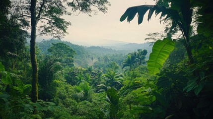 Obraz premium Lush jungle vista, serene landscape with diverse vegetation, panoramic view, vibrant colors, natural beauty, tranquil scene, atmospheric perspective.