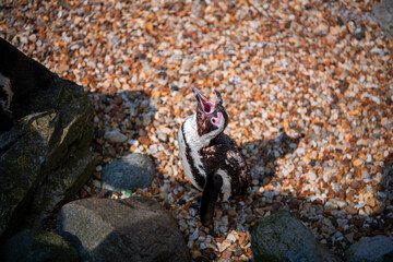 Closeup on a humboldt penguin with its beak wide open