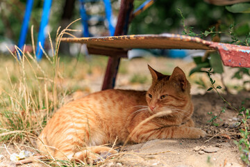 Stray ginger cat resting peacefully under weathered park bench in sunny outdoor setting