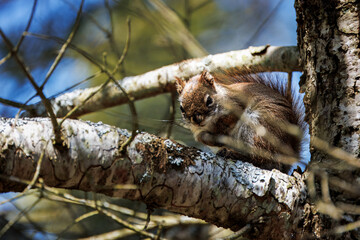 A close up of a squirrel trying to sleep on a branch high up in a birch tree in the woods.