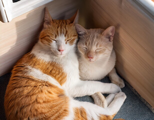 Two cats cuddling together in a cozy corner.