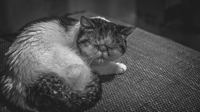 White exotic cat snoopy dozed on the couch monohrom