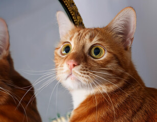 A cat's reflection in a mirror, showing curiosity and surprise.