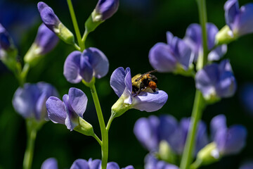 Bumblebee which is a member of the genus Bombus part of Apidae on Blue false indigo flower. Worker...