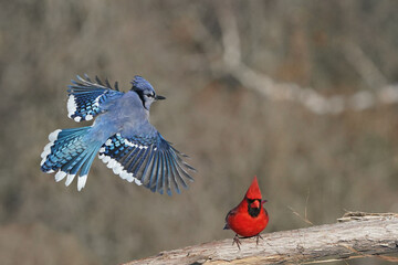 Blue Jays in winter on freezing winter day