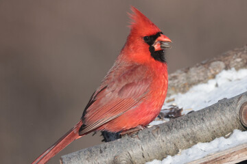 Cardinals in winter windy freezing day
