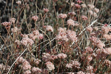 Mojave California Buckwheat, Eriogonum Fasciculatum Variety Polifolium, a superlative native shrub with cymose subumbellate head inflorescences during Autumn in the Little San Bernardino Mountains.