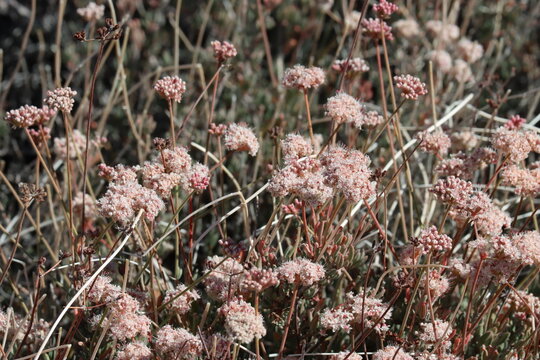 Mojave California Buckwheat, Eriogonum Fasciculatum Variety Polifolium, a superlative native shrub with cymose subumbellate head inflorescences during Autumn in the Little San Bernardino Mountains.