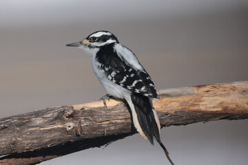 Hairy Woodpeckers in intense cold and winds 