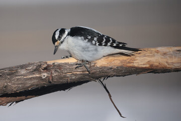 Hairy Woodpeckers in intense cold and winds 