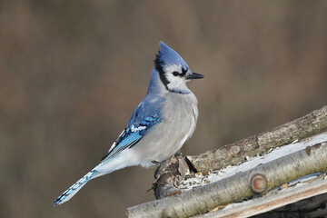 Blue Jays in winter