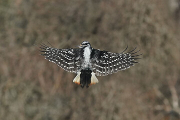 Hairy Woodpeckers in intense cold and winds 
