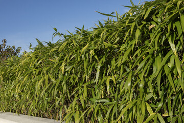 Haie de bambous	d'un jardin