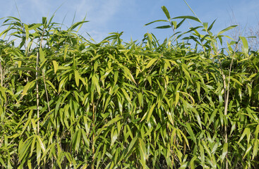 Haie de bambous	d'un jardin