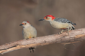 Red Bellied woodpeckers in winter