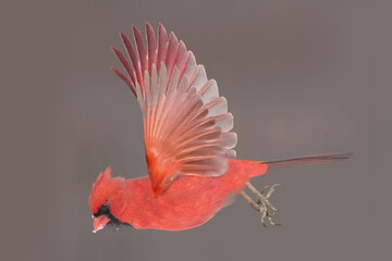 Cardinals in winter windy freezing day