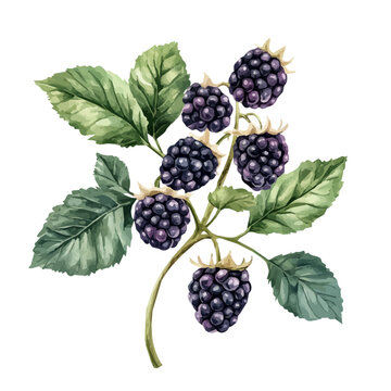 Blackberry Tree Bearing Fruit | Hand-Painted Watercolor Flat Vector Art.  
