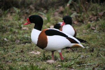 A close up of a Shelduck at Martin Mere Nature Reserve