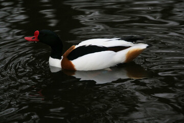 A close up of a Shelduck at Martin Mere Nature Reserve