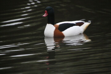 A close up of a Shelduck at Martin Mere Nature Reserve