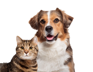 Dog with cat isolated on white background, cutout 