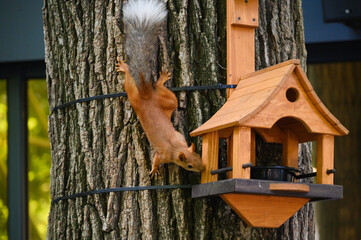 A red squirrel climbing a tree trunk towards a wooden bird feeder.