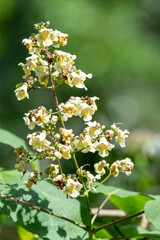 Close up of yellow catalpa (catalpa ovata) flowers in bloom