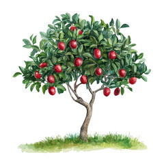 Fototapeta premium Camu Camu Tree with Fruit – Fresh Watercolor Vector Illustration, Exotic Fruit Tree Design, Nature-Inspired Artwork, Vibrant Camu Camu Tree with Ripe Fruits Vector. 