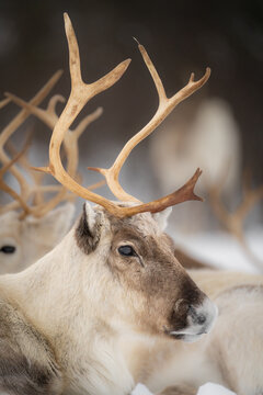 Portrait d'un renne &agrave; Tromso, Norv&egrave;ge