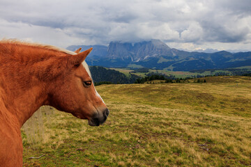 horses on Alpe di Siusi