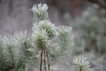  Close-up of frost-covered pine branches in a natural setting, showcasing winter textures with a soft, blurred background.