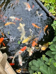 koi fish swimming in the pond