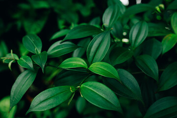 Lush Green Foliage with Vibrant Leaves in Natural Daylight