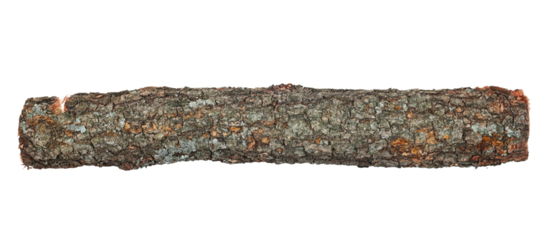 oak stump, log fire wood isolated on white background with clipping path
