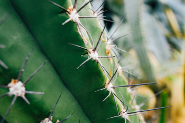 Close-Up of a Cactus With Sharp Spines and Green Surface