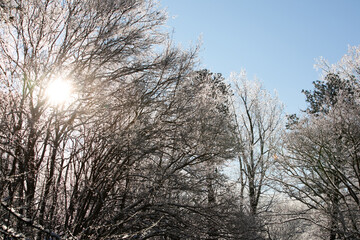Icy trees and sun